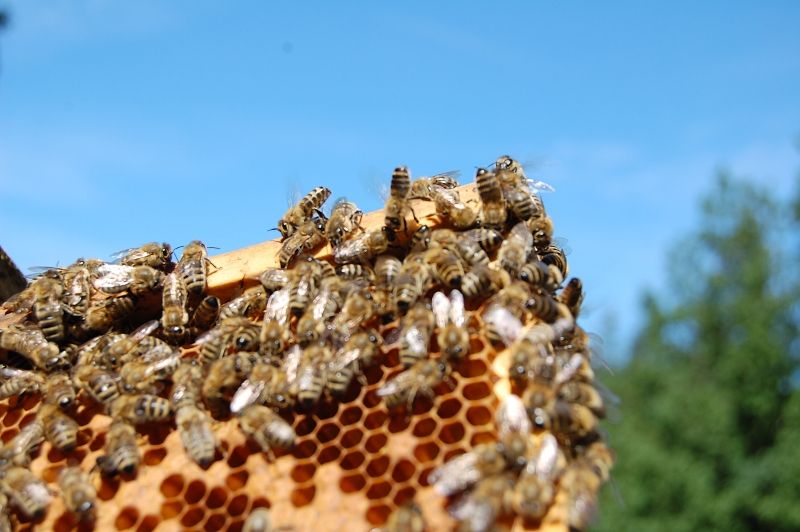 včely na rohu rámku